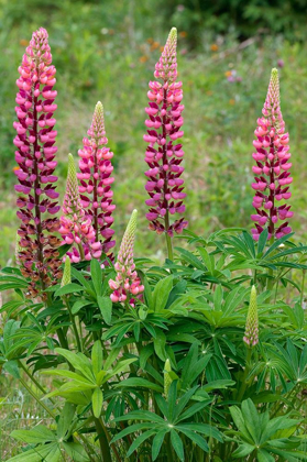 Picture of CANADA-ONTARIO-KILLARNEY DISTRICT LUPINES BLOSSOMS CLOSE-UP
