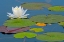 Picture of CANADA-ONTARIO-KILLARNEY PROVINCIAL PARK AMERICAN WHITE WATER LILY FLOWER AND PADS