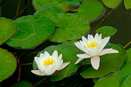 Picture of CANADA-ONTARIO-WHITEFISH AMERICAN WHITE WATER LILY FLOWER AND PADS