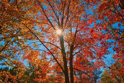 Picture of CANADA-ONTARIO-CHUTES PROVINCIAL PARK SUNBURST ON AUTUMN TREE FOLIAGE