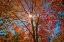 Picture of CANADA-ONTARIO-CHUTES PROVINCIAL PARK SUNBURST ON AUTUMN TREE FOLIAGE