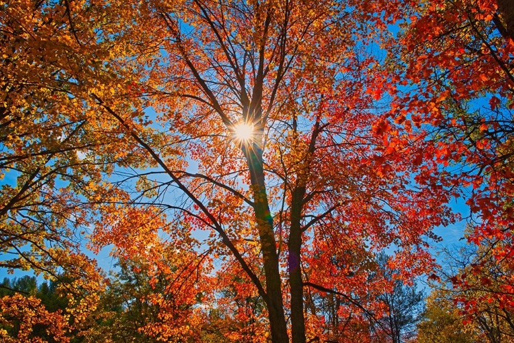 Picture of CANADA-ONTARIO-CHUTES PROVINCIAL PARK SUNBURST ON AUTUMN TREE FOLIAGE