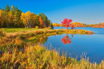 Picture of CANADA-ONTARIO-WORTHINGTON RED MAPLE TREE REFLECTS IN ST POITHIER LAKE