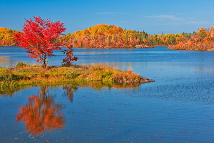 Picture of CANADA-ONTARIO-WORTHINGTON RED MAPLE TREE REFLECTS IN ST POITHIER LAKE