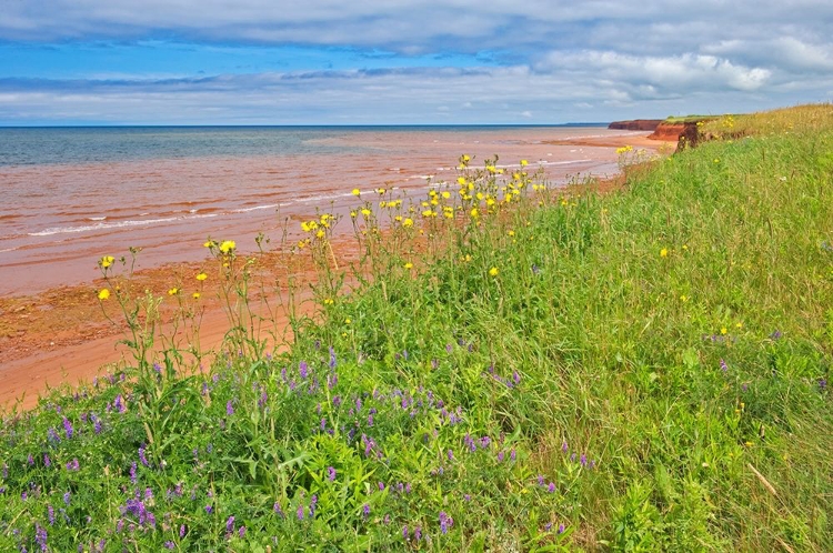 Picture of CANADA-PRINCE EDWARD ISLAND-SKINNERS POND RED SANDSTONE BEACH ON NORTHUMBERLAND STRAIT