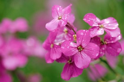 Picture of CANADA-PRINCE EDWARD ISLAND PHLOX FLOWERS IN RAIN