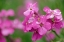 Picture of CANADA-PRINCE EDWARD ISLAND PHLOX FLOWERS IN RAIN