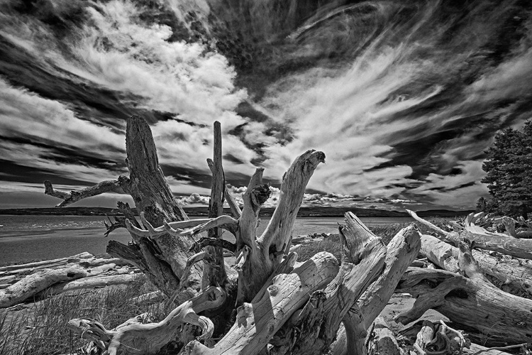 Picture of CANADA-QUEBEC-FORILLON NATIONAL PARK DRIFTWOOD ALONG OCEAN SHORE