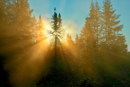 Picture of CANADA-QUEBEC-CHIBOUGAMAU TREES IN FOG AT SUNRISE