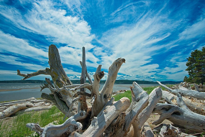 Picture of CANADA-QUEBEC-FORILLON NATIONAL PARK DRIFTWOOD ALONG LA PLAGE DE PENOUILLE