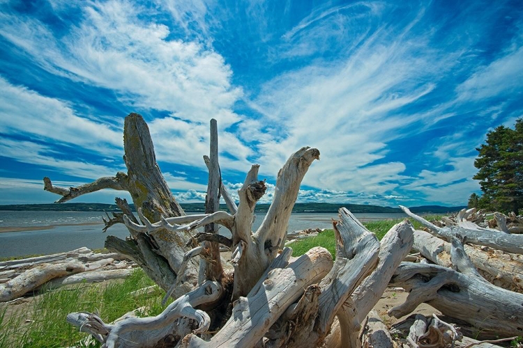 Picture of CANADA-QUEBEC-FORILLON NATIONAL PARK DRIFTWOOD ALONG LA PLAGE DE PENOUILLE