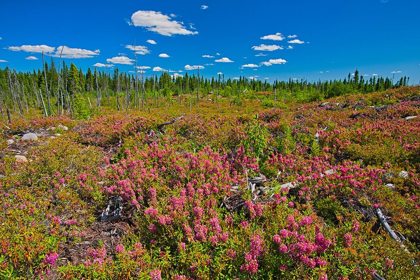 Picture of CANADA-QUEBEC-CHIBOUGAMAU BOG LAUREL BLOSSOMS IN BURNT OVER FOREST