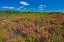 Picture of CANADA-QUEBEC-CHIBOUGAMAU BOG LAUREL BLOSSOMS IN BURNT OVER FOREST