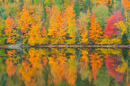 Picture of CANADA-QUEBEC-SAINT-MATHIEU-DU-PARC AUTUMN COLORS REFLECTED IN LAC TRUDEL