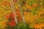 Picture of CANADA-QUEBEC-LA MAURICIE NATIONAL PARK AUTUMN FOREST COLORS