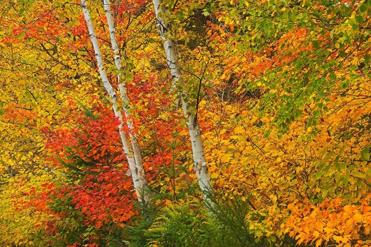 Picture of CANADA-QUEBEC-LA MAURICIE NATIONAL PARK AUTUMN FOREST COLORS