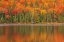 Picture of CANADA-QUEBEC-LA MAURICIE NATIONAL PARK AUTUMN COLORS REFLECTED IN LAC À SAM