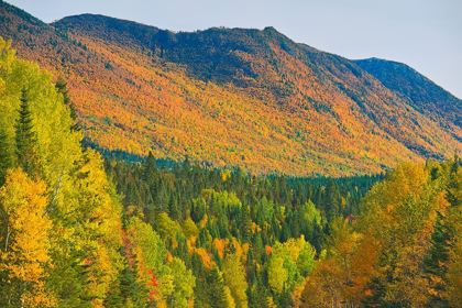 Picture of CANADA-QUEBEC-PARC NATIONAL DE LA GASPESIE AUTUMN COLORS IN CHIC-CHOC MOUNTAINS