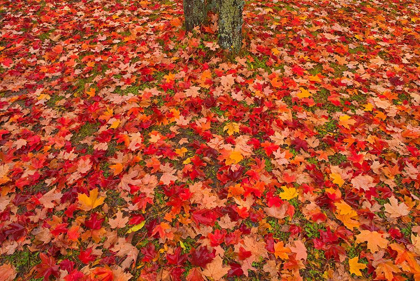 Picture of CANADA-QUEBEC-RIMOUSKI SUGAR MAPLE LEAVES AND TREE TRUNK