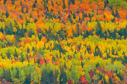 Picture of CANADA-QUEBEC-SAINT PACOME AUTUMN FOREST COLORS IN NOTRE DAME MOUNTAINS
