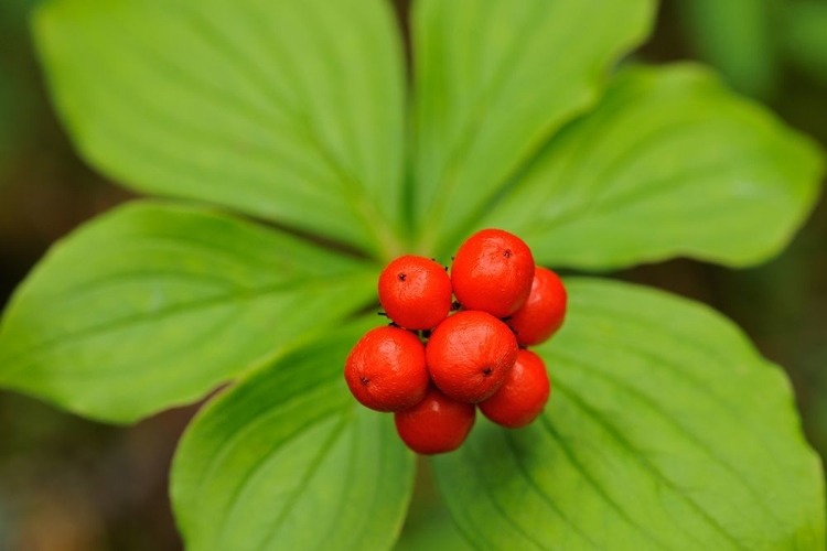 Picture of CANADA-QUEBEC-RIVIÈRE-AU-TONNERRE BUNCHBERRY FRUIT AND LEAVES CLOSE-UP