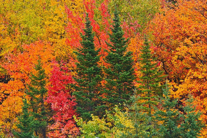 Picture of CANADA-QUEBEC-SAINT-PACOME MIXEDWOOD FOREST IN AUTUMN