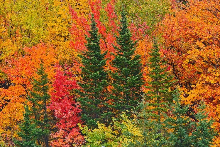 Picture of CANADA-QUEBEC-SAINT-PACOME MIXEDWOOD FOREST IN AUTUMN