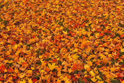 Picture of CANADA-QUEBEC-STE FAMILLE ON ILE DORLEANS FALLEN SUGAR MAPLE LEAVES IN AUTUMN