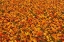 Picture of CANADA-QUEBEC-STE FAMILLE ON ILE DORLEANS FALLEN SUGAR MAPLE LEAVES IN AUTUMN