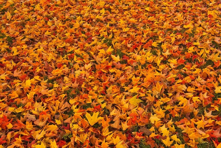 Picture of CANADA-QUEBEC-STE FAMILLE ON ILE DORLEANS FALLEN SUGAR MAPLE LEAVES IN AUTUMN