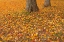 Picture of CANADA-QUEBEC-ST MICHEL DE BELLE CHASSE SUGAR MAPLE LEAVES IN AUTUMN