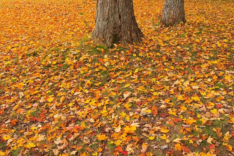 Picture of CANADA-QUEBEC-ST MICHEL DE BELLE CHASSE SUGAR MAPLE LEAVES IN AUTUMN