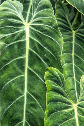 Picture of CLOSE-UP SHOTS OF THE LEAVES FROM THE ELEPHANT EARS PLANT-ALSO KNOWN AS ALOCASIA
