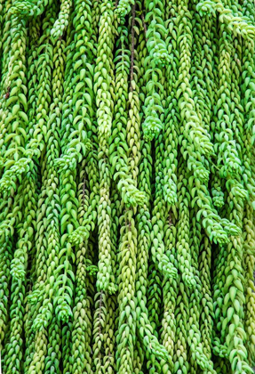 Picture of BURROS TAIL PLANT IS NAMED FOR ITS LONG-CYLINDRICAL LEAVES