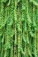 Picture of BURROS TAIL PLANT IS NAMED FOR ITS LONG-CYLINDRICAL LEAVES