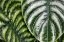 Picture of MONTREAL BOTANICAL GARDENS-ELEPHANTS EARS WITH RAINWATER