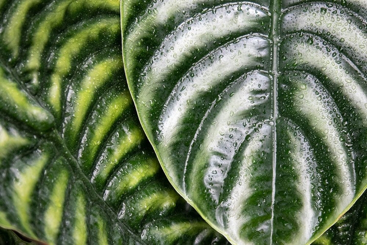 Picture of MONTREAL BOTANICAL GARDENS-ELEPHANTS EARS WITH RAINWATER