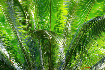 Picture of CLOSE-UP OF THE FRONDS OF THE SAGO PALM TREE