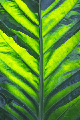 Picture of THAILAND GIANT ELEPHANT EAR-IS CONSIDERED INVASIVE IN CERTAIN STATES IN THE UNITED STATES