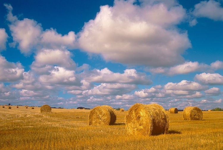 Picture of CANADA-SASKATCHEWAN-SHELLBROOK BALE ROLLS AND CUMULUS CLOUDS ON FARMLAND