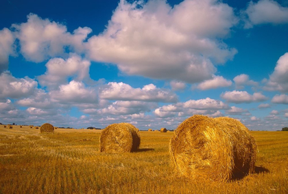 Picture of CANADA-SASKATCHEWAN-SHELLBROOK BALE ROLLS AND CUMULUS CLOUDS ON FARMLAND