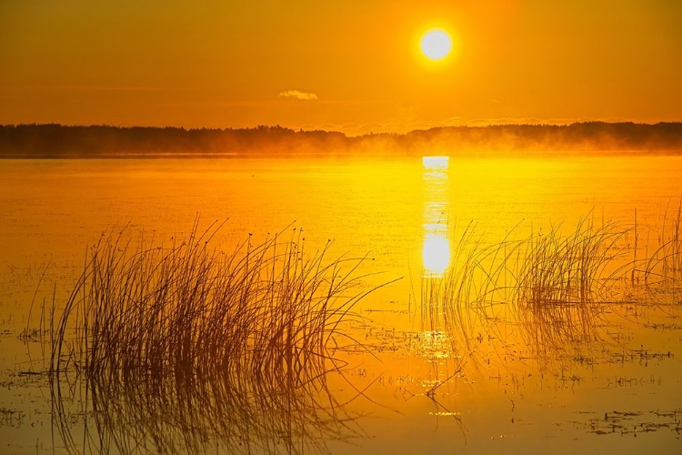 Picture of CANADA-SASKATCHEWAN-SASKATOON ISLAND PROVINCIAL PARK REEDS REFLECT ON SASKATOON LAKE AT SUNRISE