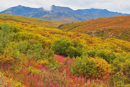 Picture of CANADA-YUKON AUTUMN-COLORED HILLS AND FOG