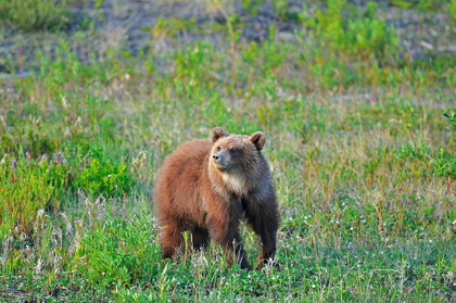 Picture of CANADA-YUKON YOUNG GRIZZLY BEAR IN FIELD