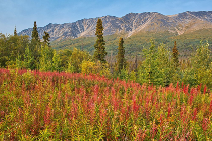 Picture of CANADA-YUKON-KLUANE NATIONAL PARK ST ELIAS MOUNTAINS AND FOREST LANDSCAPE