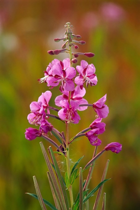Picture of CANADA-YUKON-WATSON LAKE FIREWEED BLOSSOMS CLOSE-UP