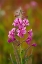 Picture of CANADA-YUKON-WATSON LAKE FIREWEED BLOSSOMS CLOSE-UP