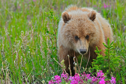 Picture of CANADA-YUKON GRIZZLY BEAR CLOSE-UP