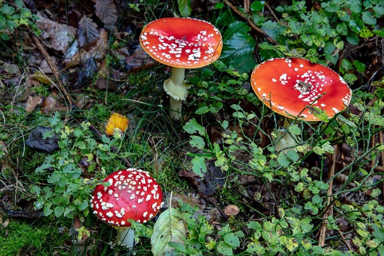 Picture of FLY AGARIC MUSHROOMS IN THE CESKY RAJ NATURE PRESERVE NEAR TURNOV-CZECH REPUBLIC