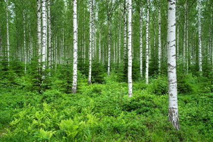 Picture of FINLANDIA-SAVONLINNA-BIRCHES FOREST
